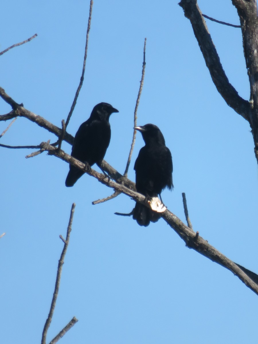 American Crow - ML657265328