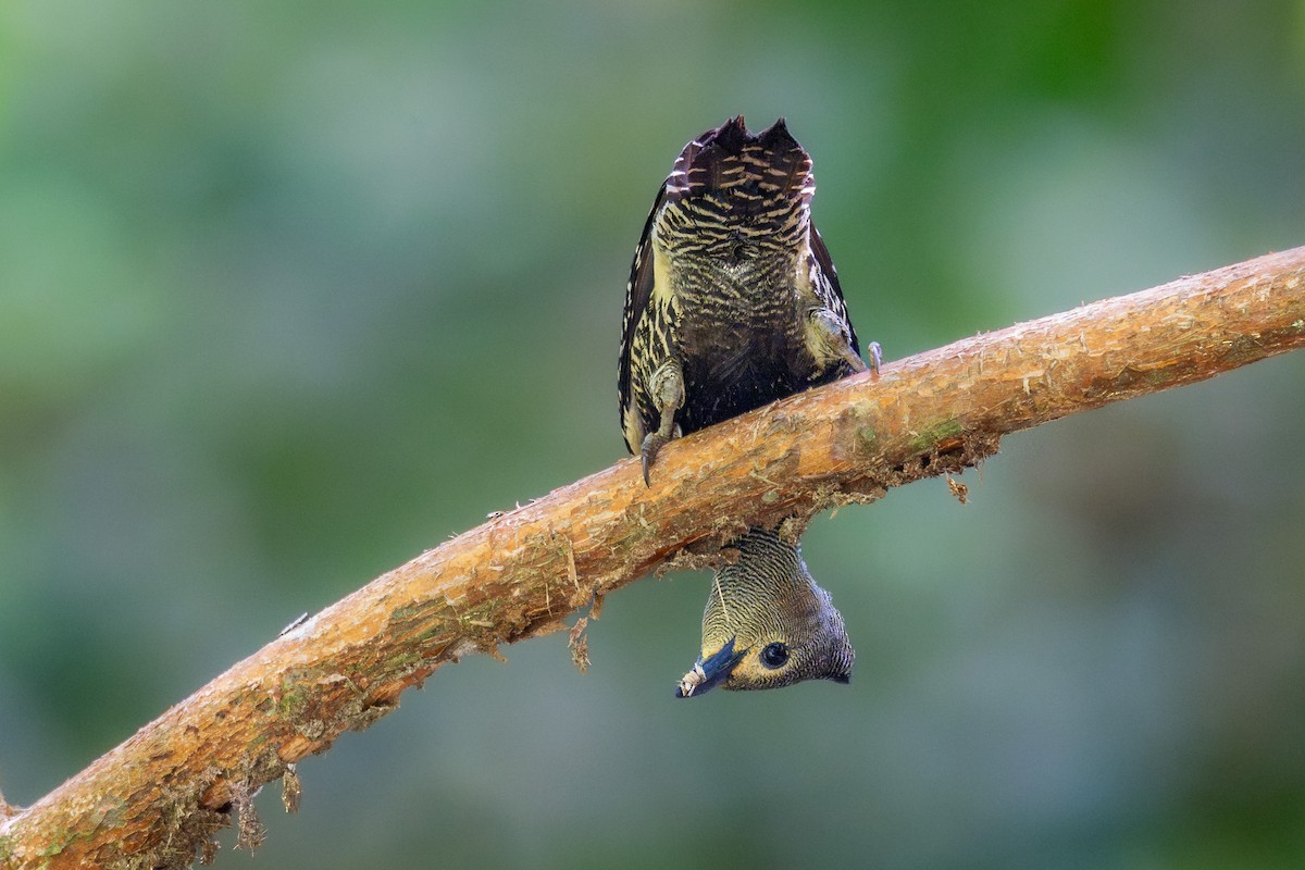 Buff-rumped Woodpecker - ML657265359