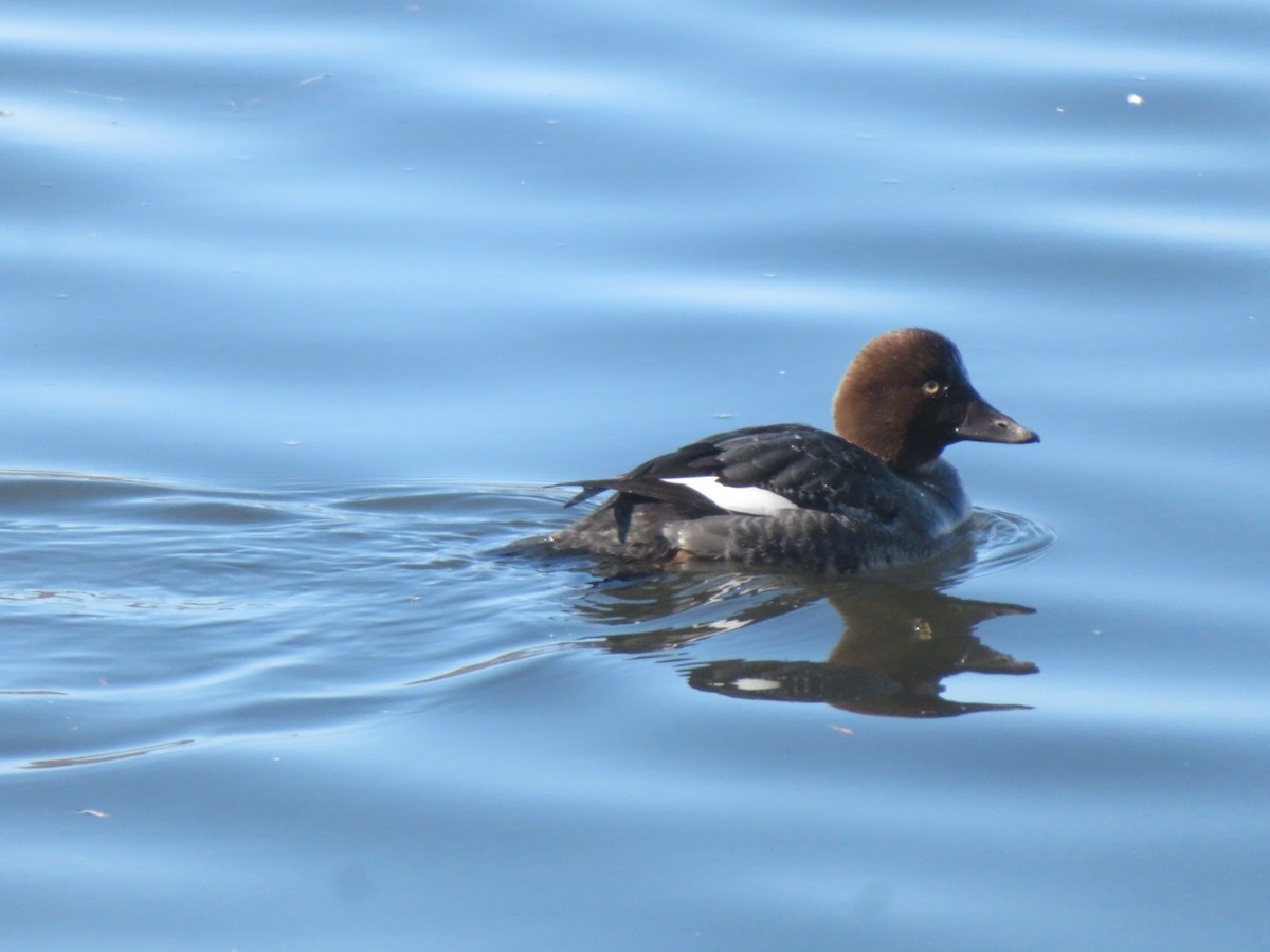 Common Goldeneye - ML657265380
