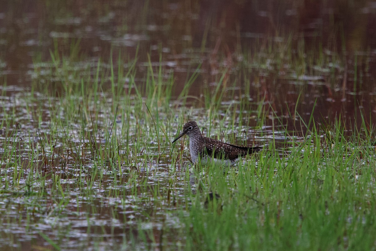 eremittsnipe - ML657265390