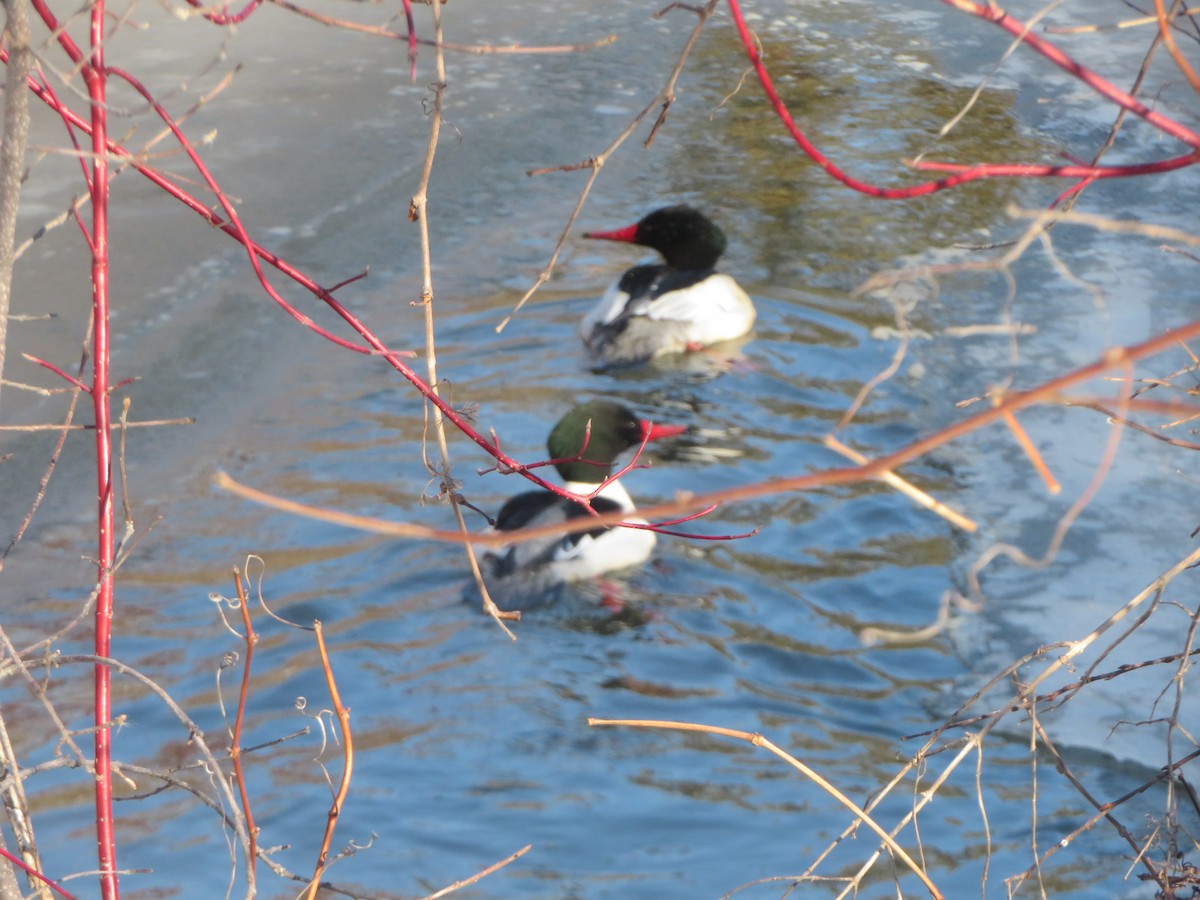 Common Merganser - ML657265433