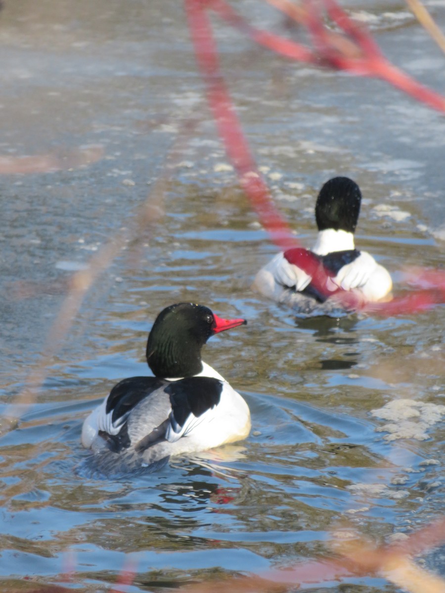 Common Merganser - ML657265445
