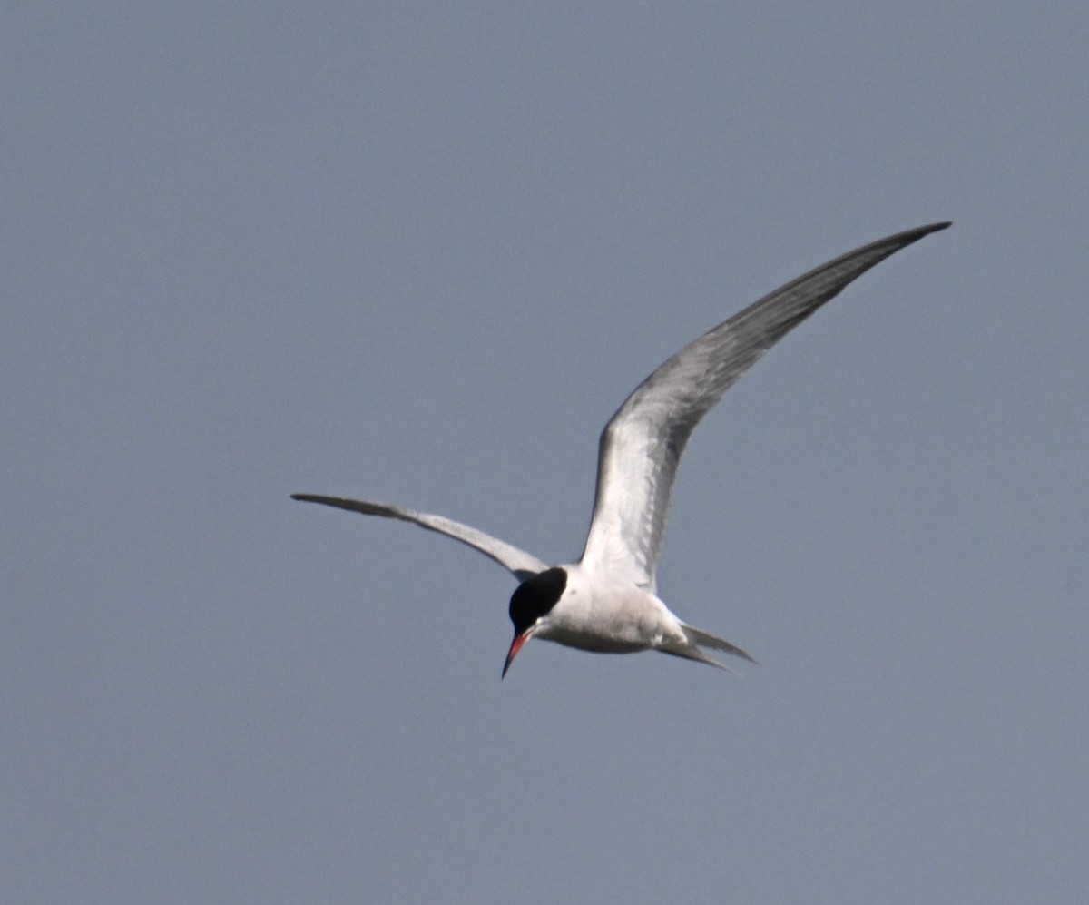 Common Tern - ML657265560