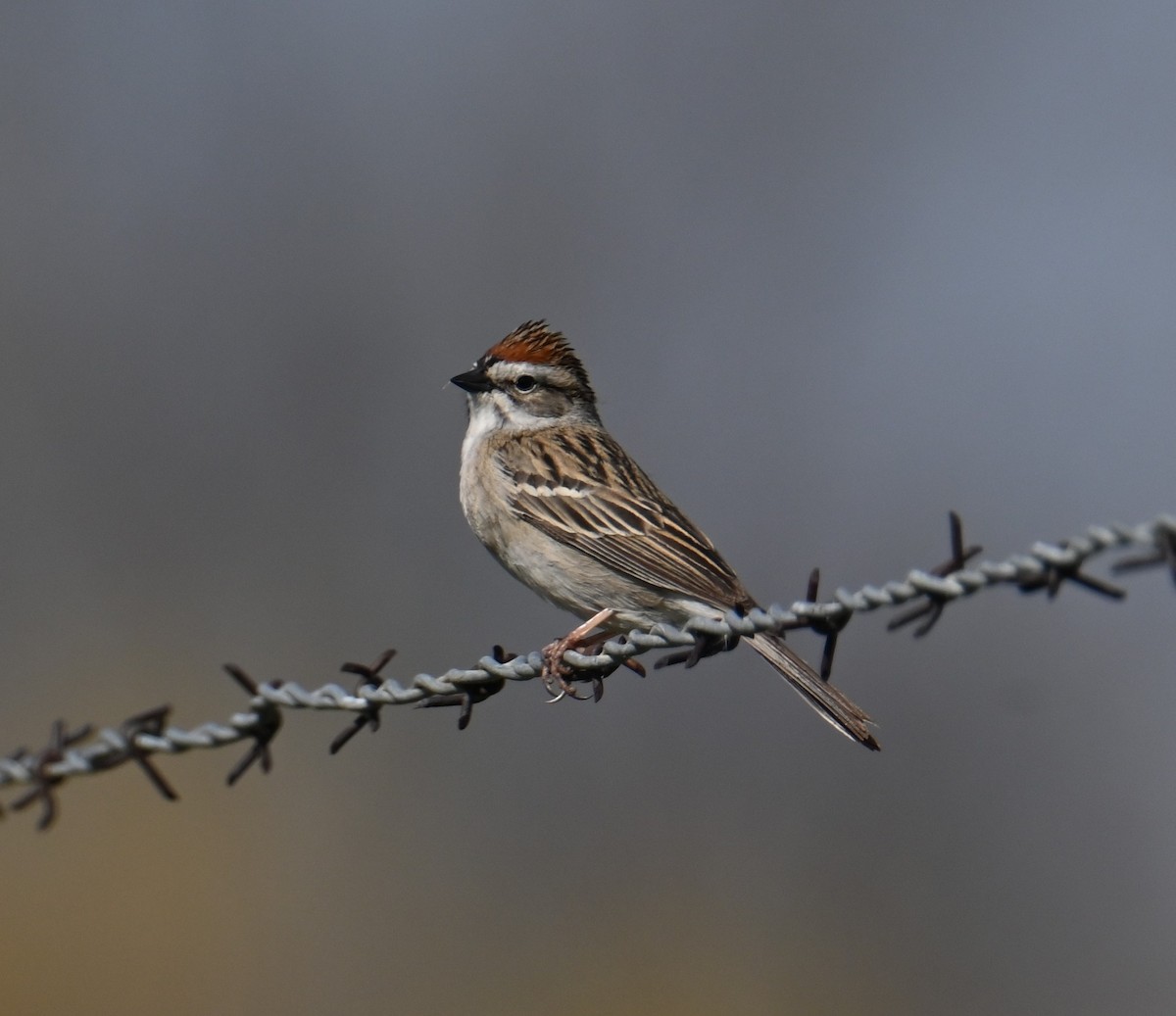 Chipping Sparrow - ML657265594