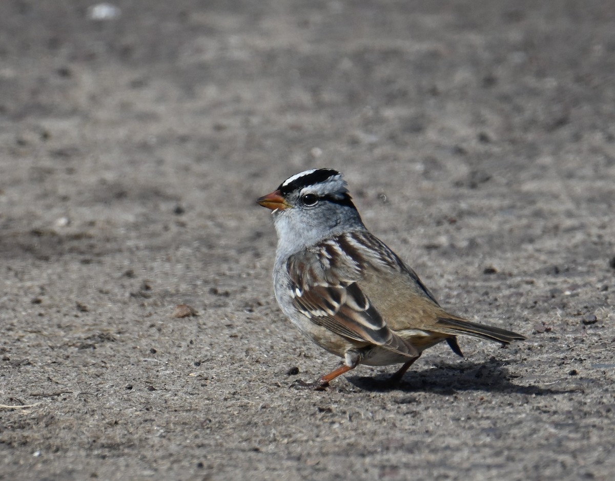White-crowned Sparrow - ML657265617