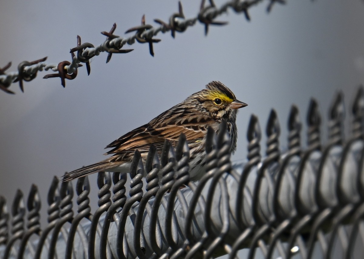 Savannah Sparrow - ML657265631