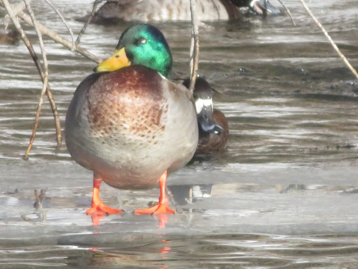 Mallard - ML657265705