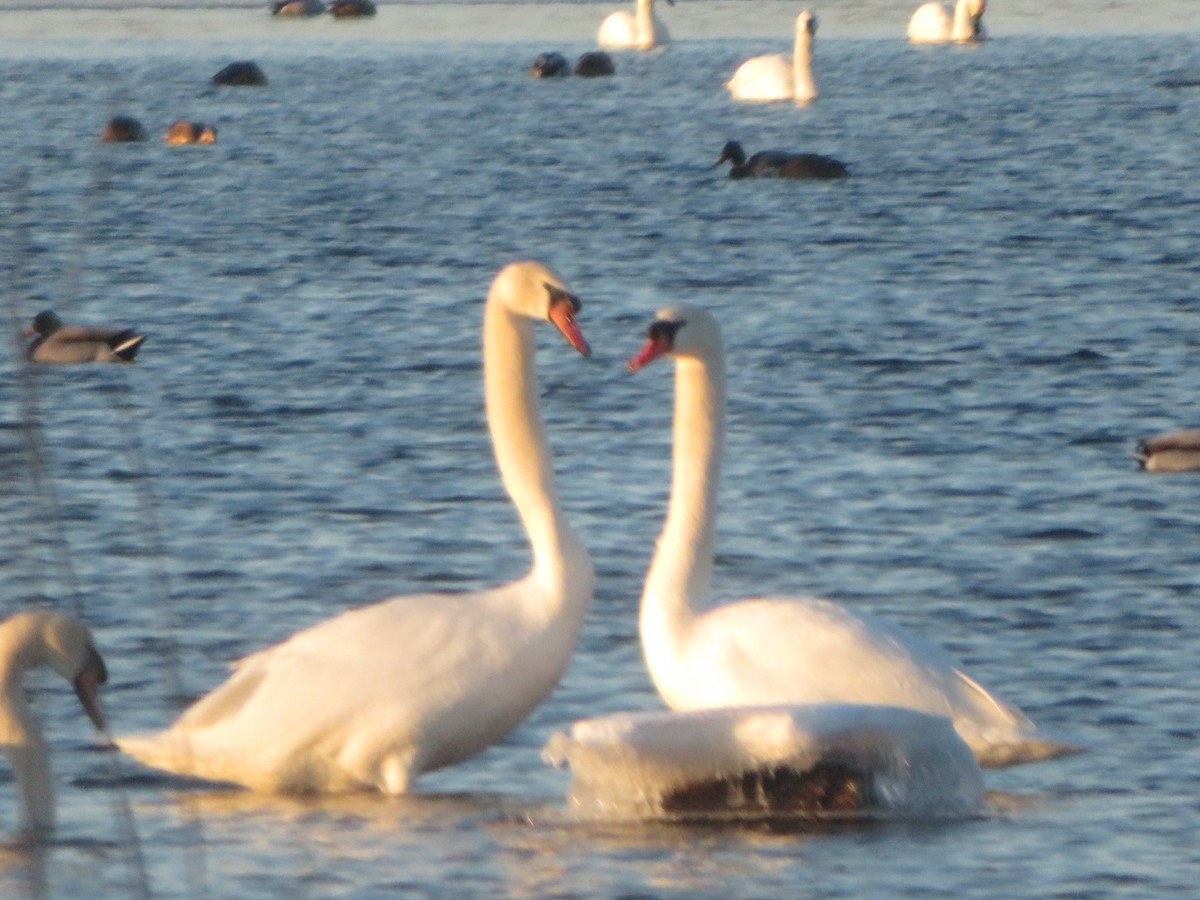 Mute Swan - ML657266270