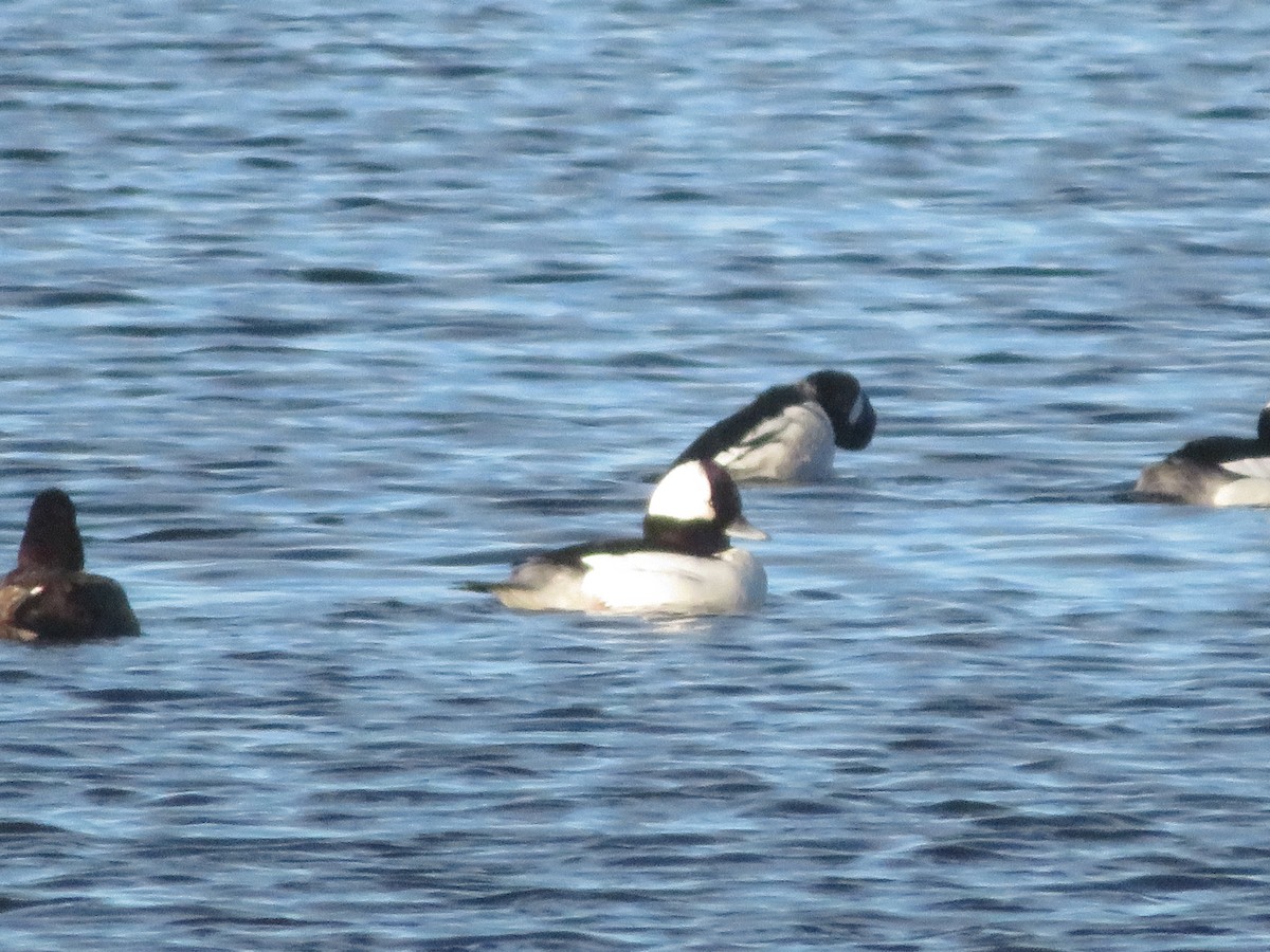 Bufflehead - ML657266281