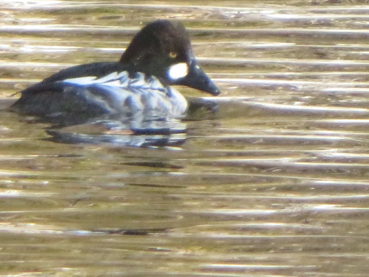 Common Goldeneye - ML657266317