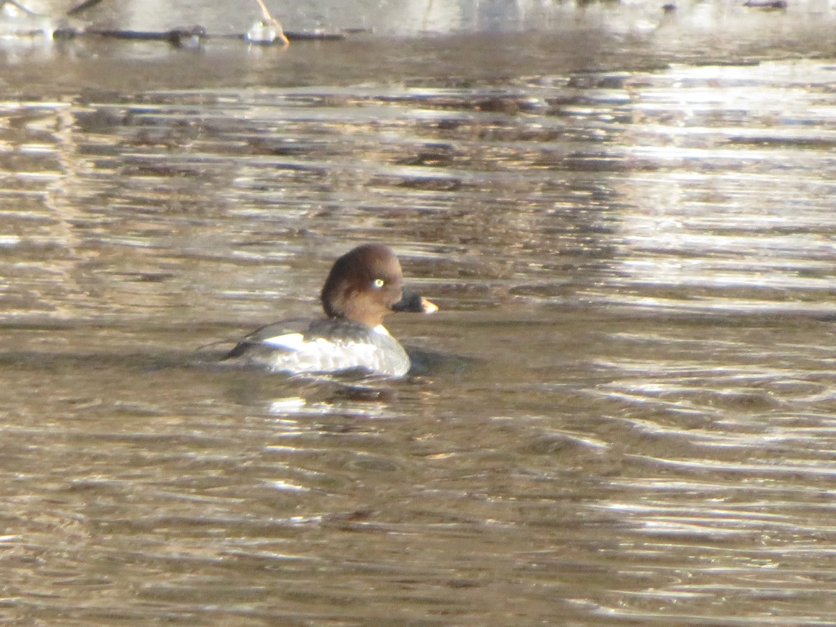 Common Goldeneye - ML657266328