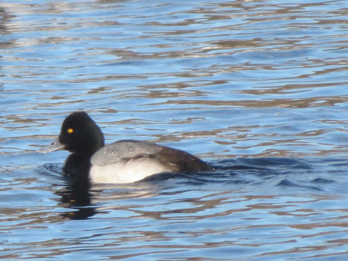 Greater Scaup - ML657266481