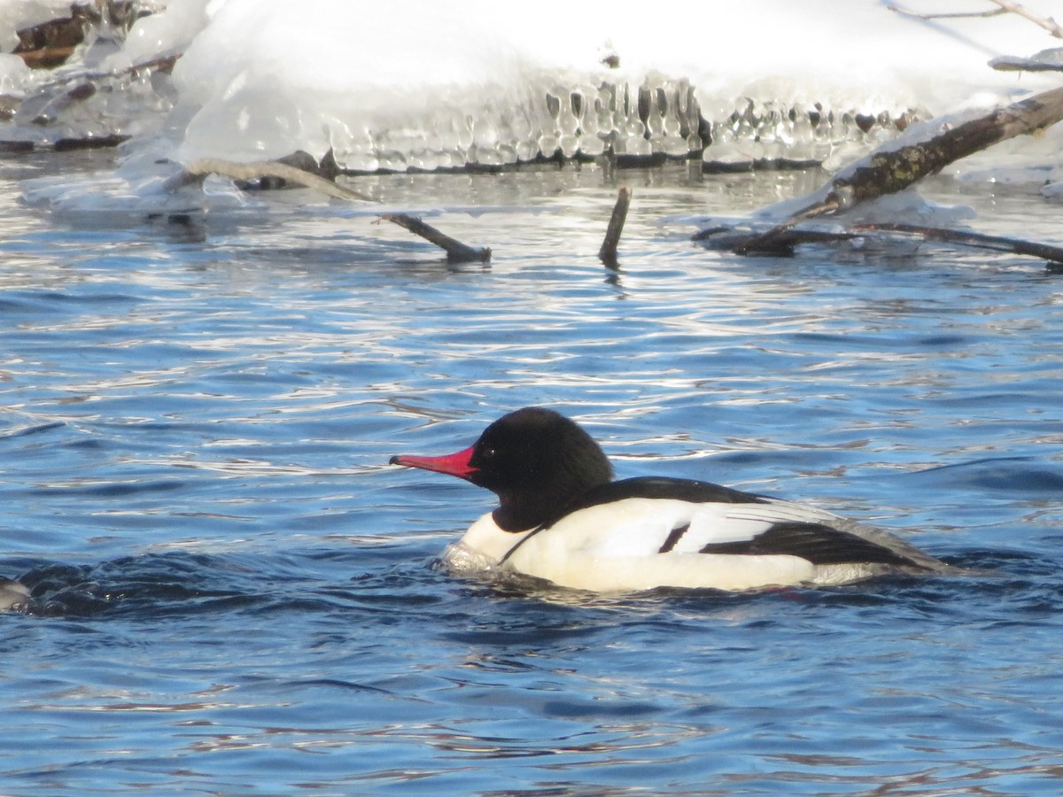 Common Merganser - ML657266568