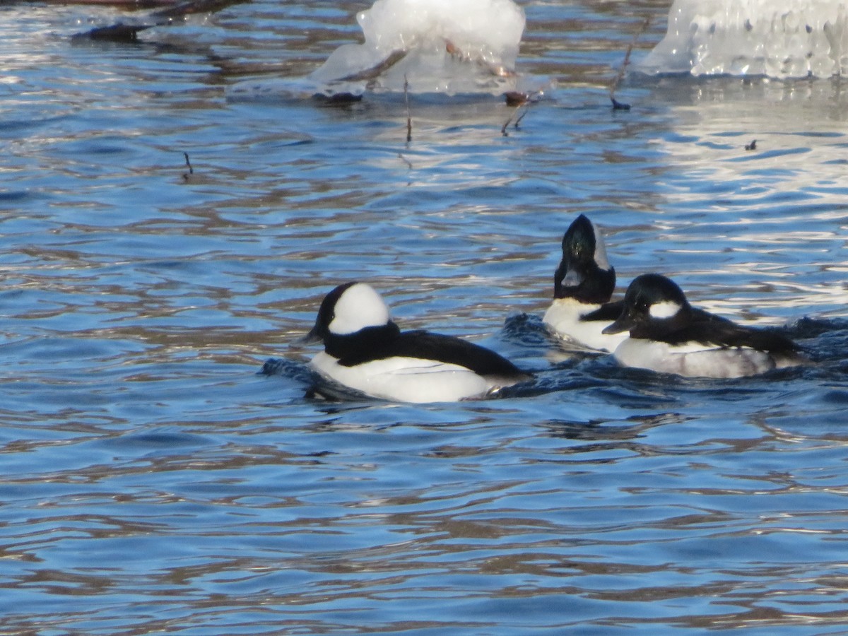 Bufflehead - ML657266583