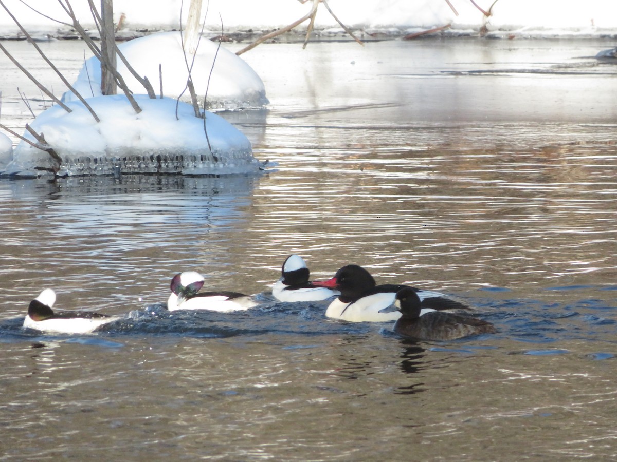Bufflehead - ML657266601