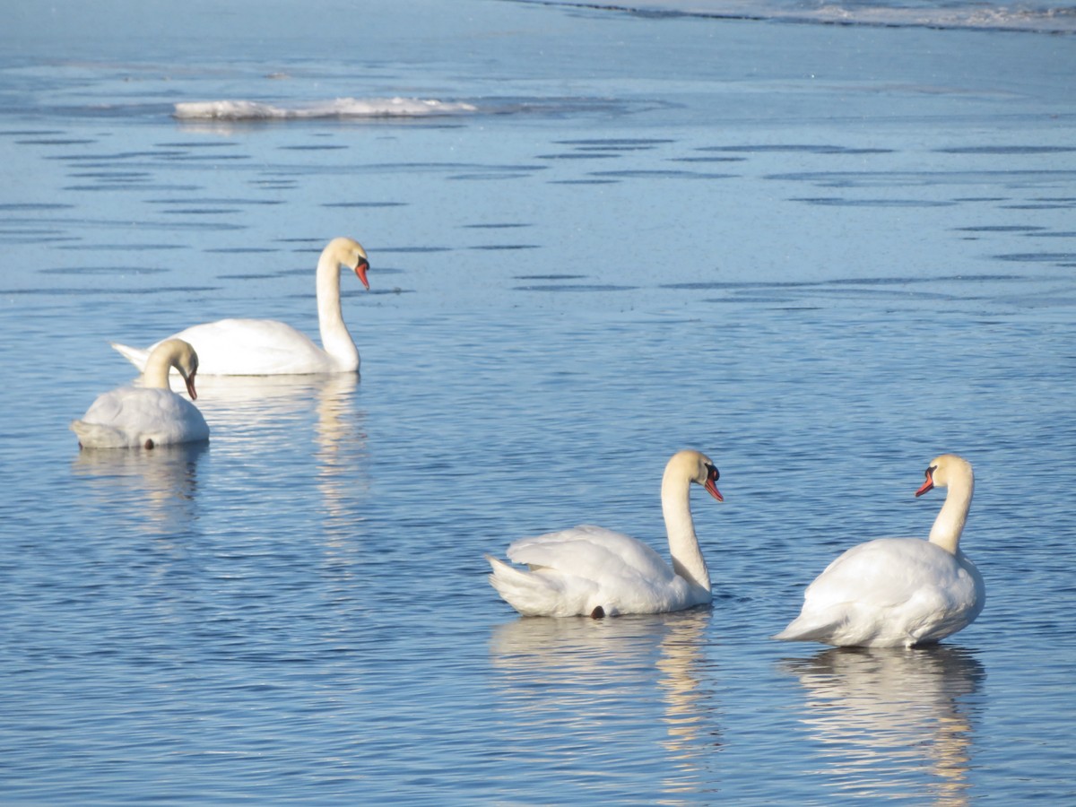 Mute Swan - ML657266632