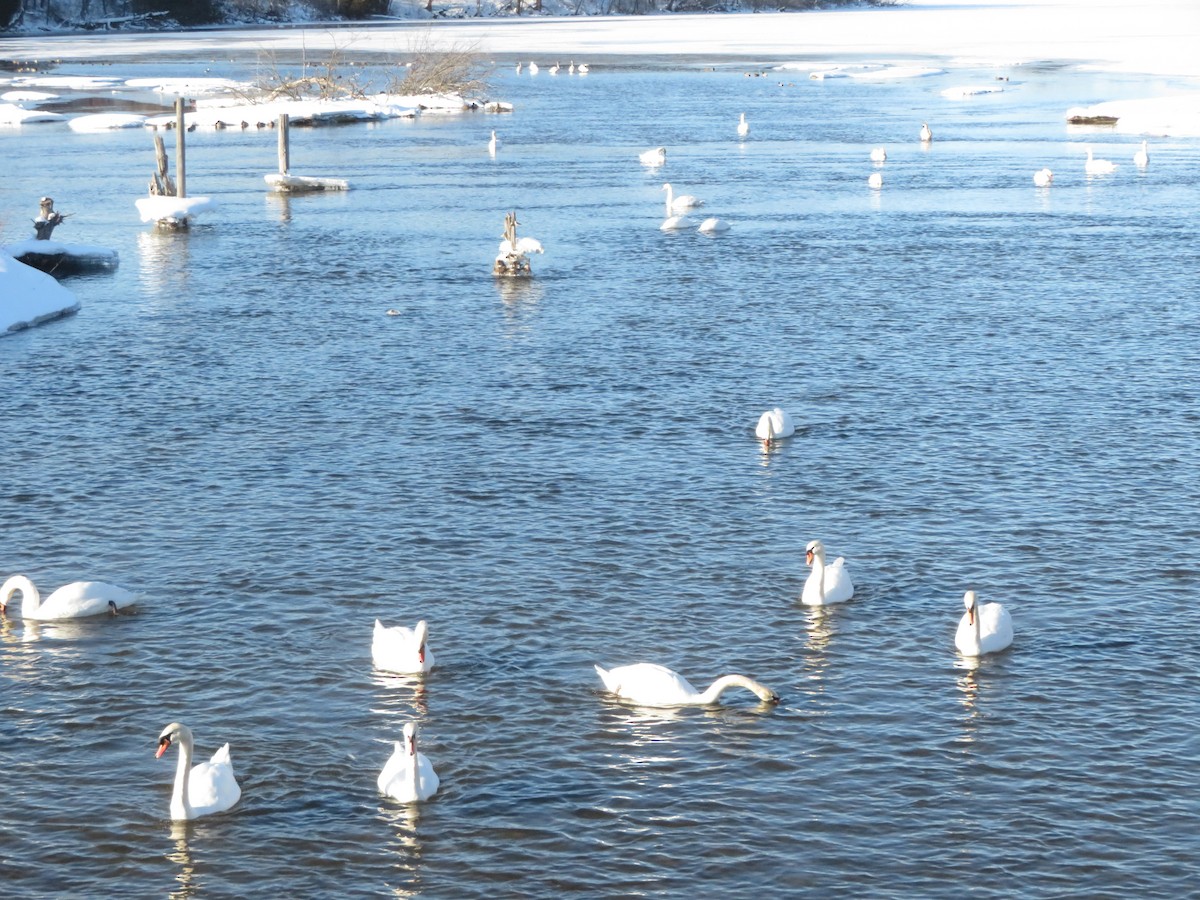 Mute Swan - ML657266648