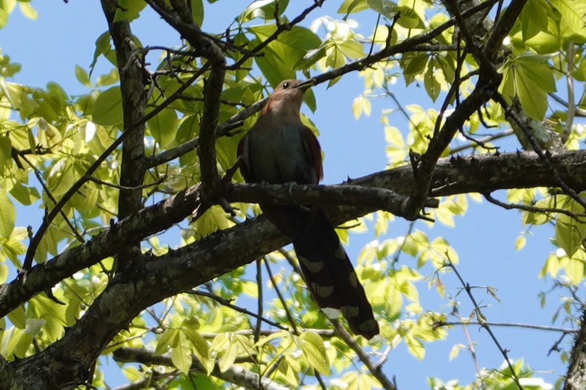 Common Squirrel-Cuckoo - ML657266756