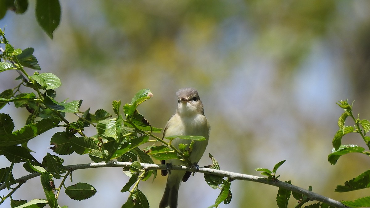 Eastern Warbling Vireo - ML657266767