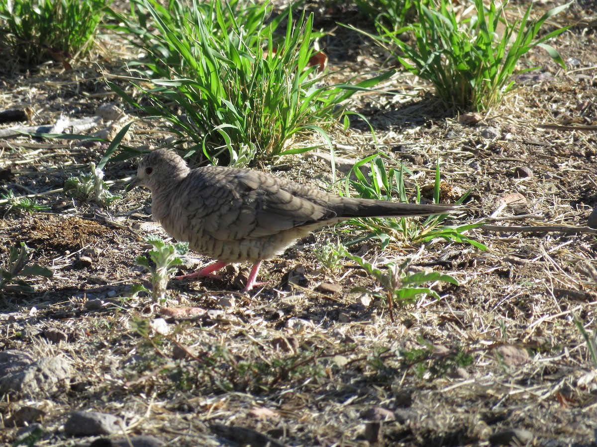Inkatäubchen - ML657266780