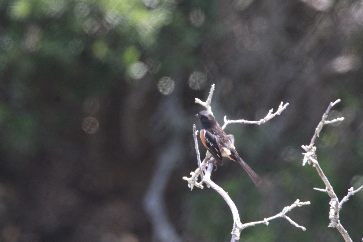 Spotted Towhee - ML657266860