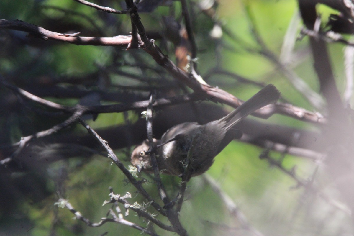 Bushtit - ML657266925