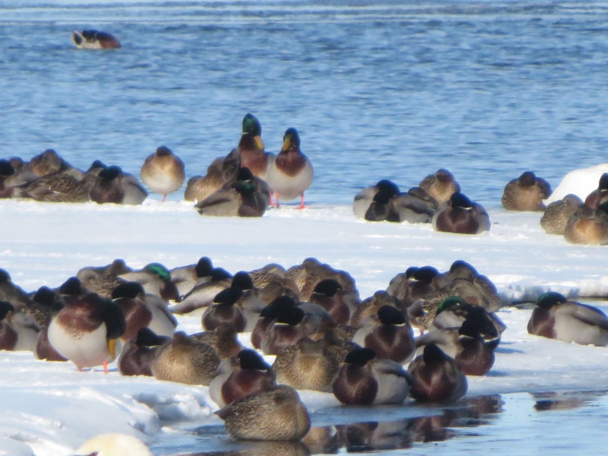 Mallard - ML657266932
