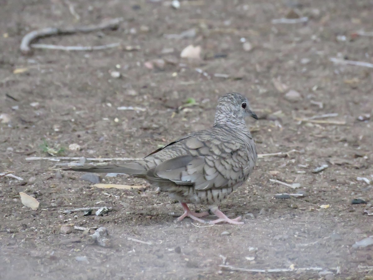 Inkatäubchen - ML657267108