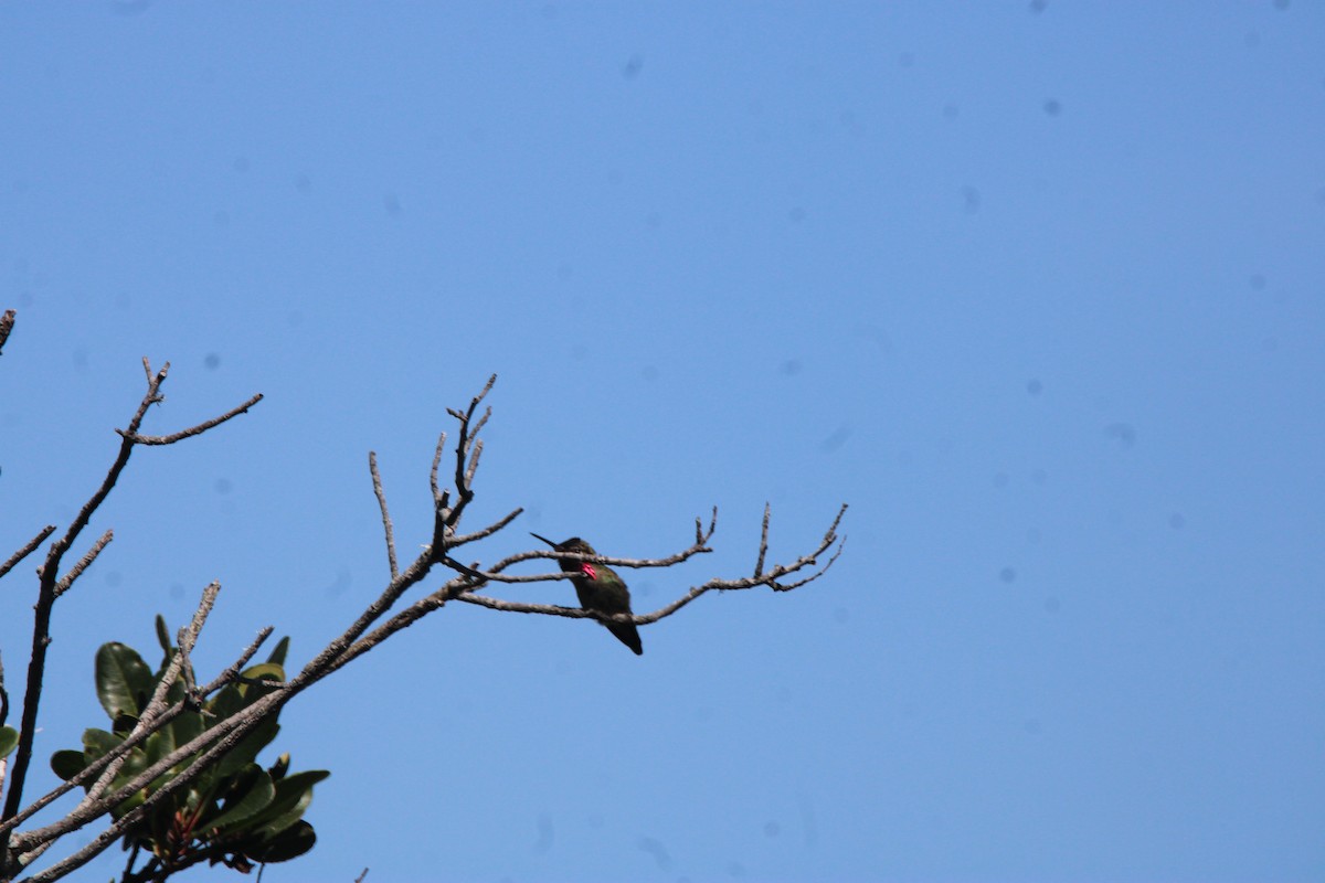 Anna's Hummingbird - ML657267149