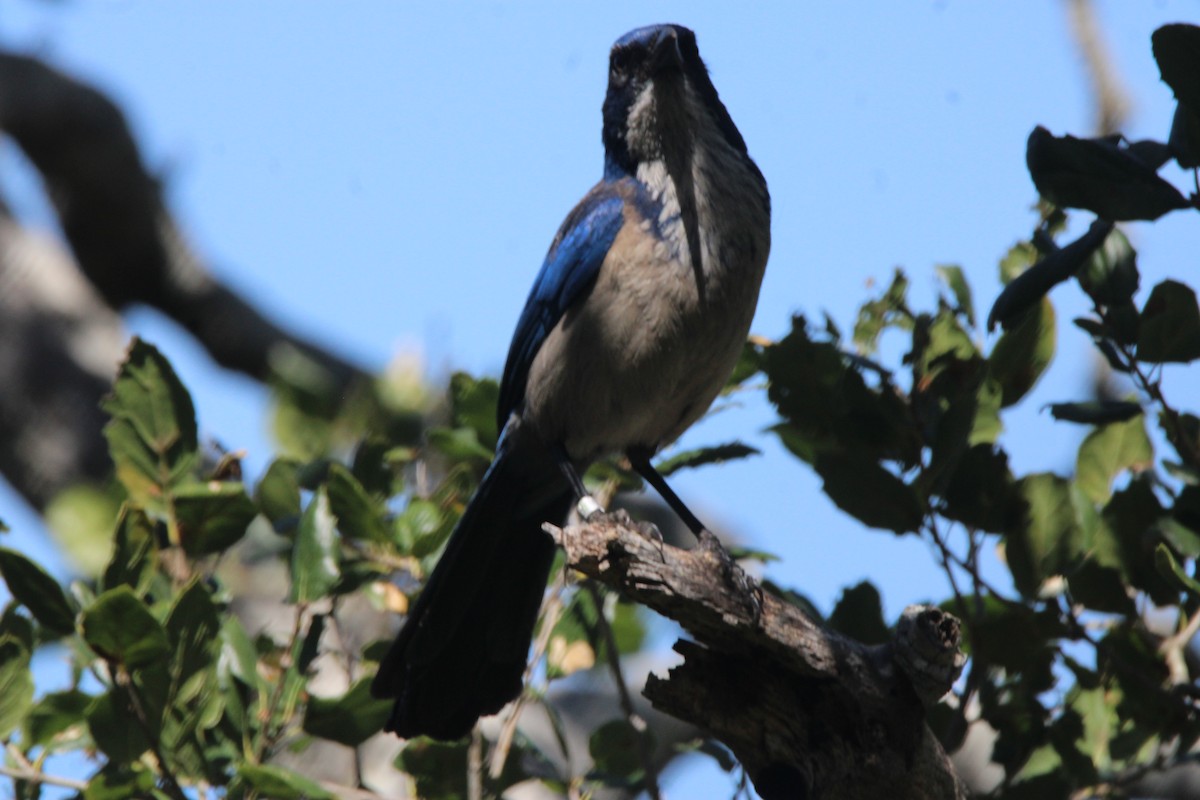Island Scrub-Jay - ML657267185