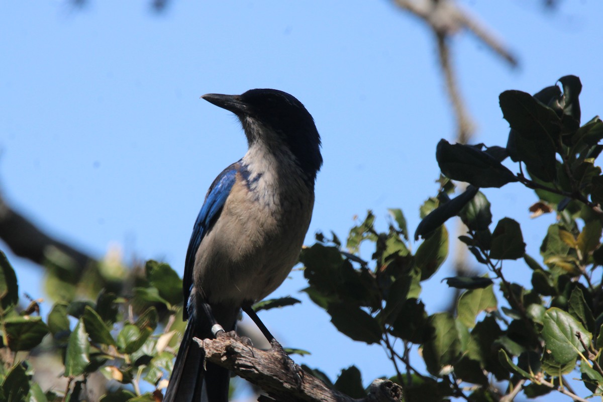 Island Scrub-Jay - ML657267205