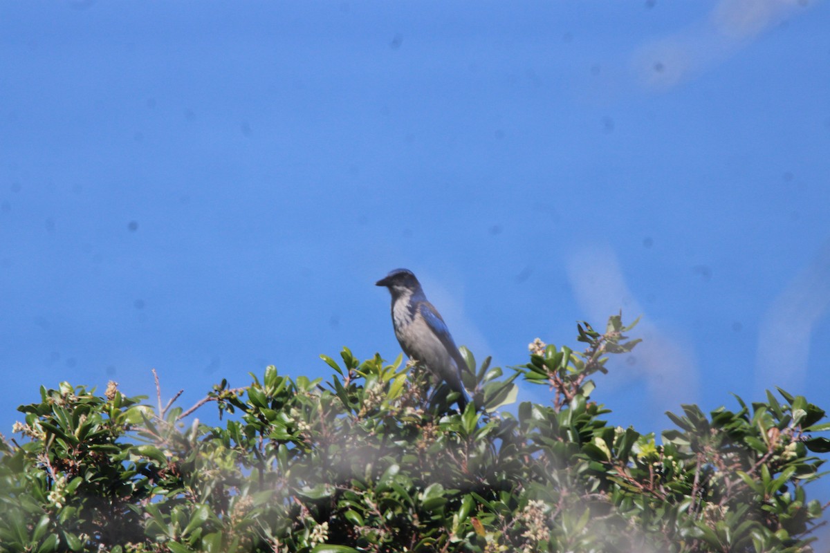 Island Scrub-Jay - ML657267256