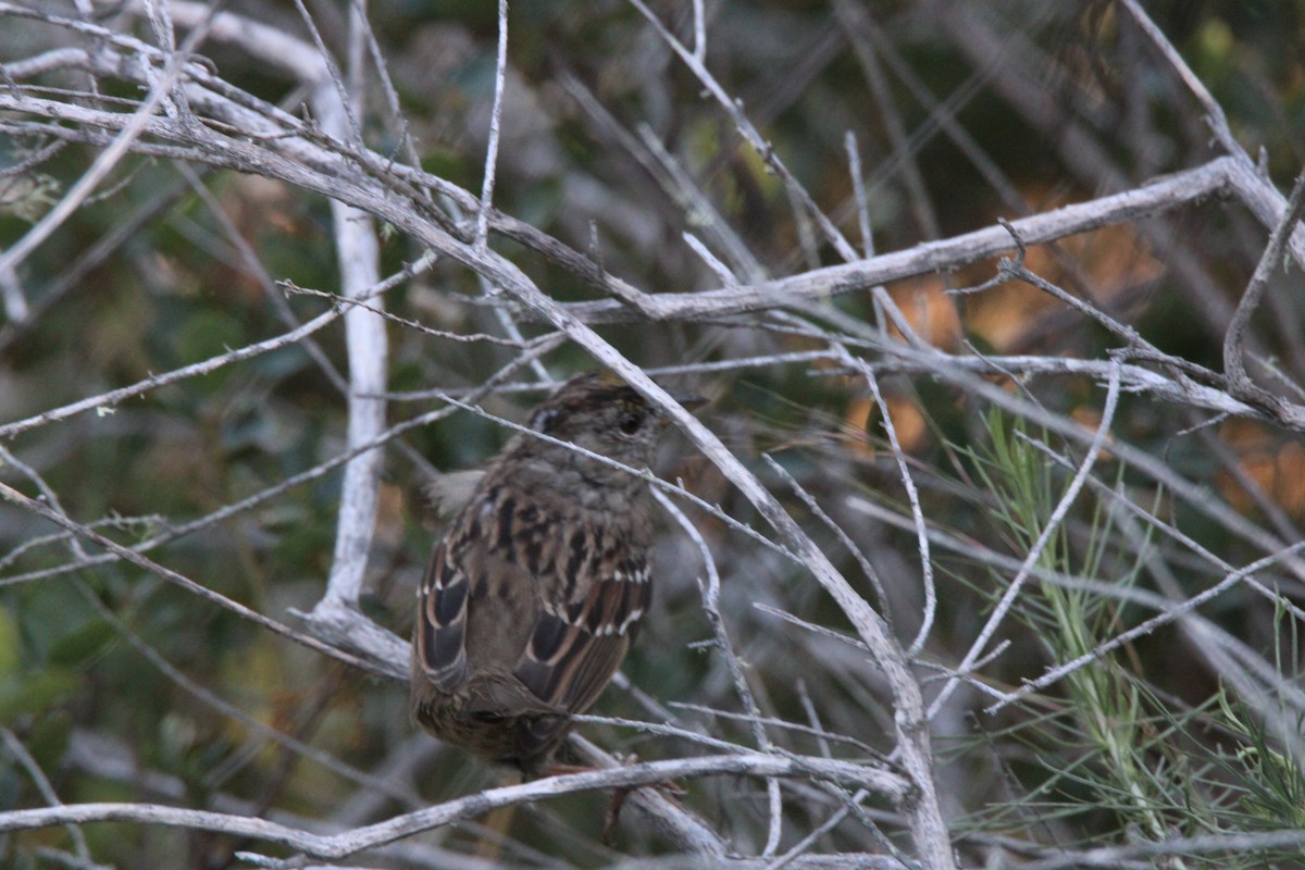 Golden-crowned Sparrow - ML657267313