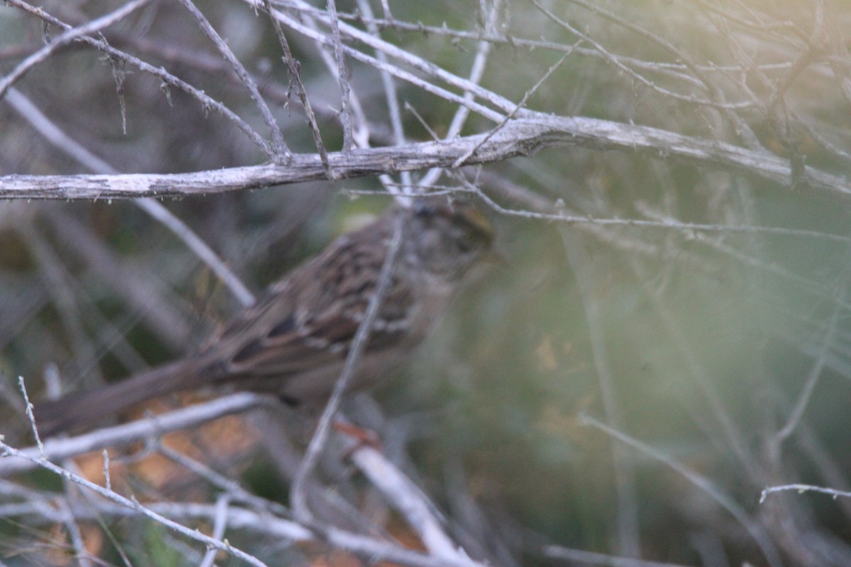 Golden-crowned Sparrow - ML657267330