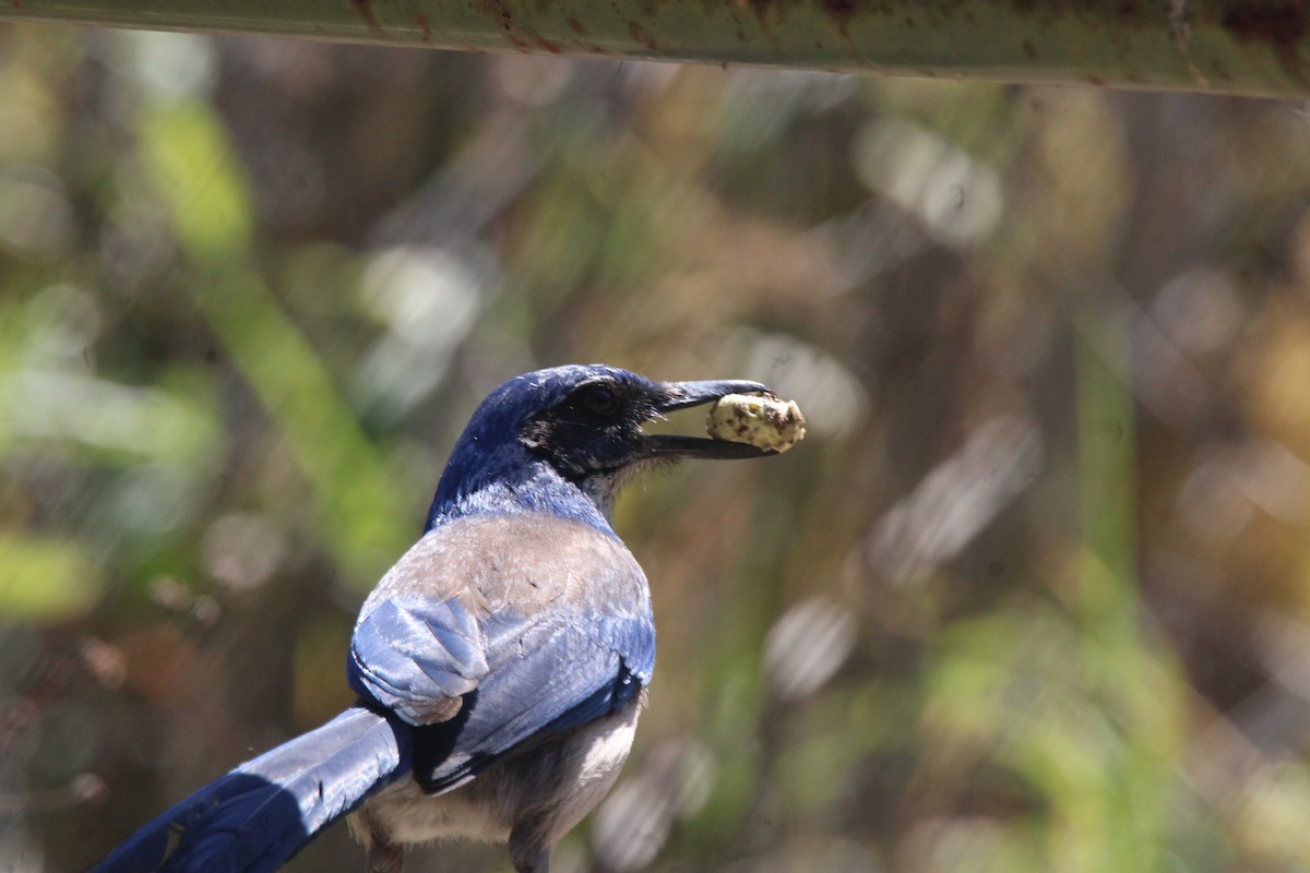 Island Scrub-Jay - ML657267443
