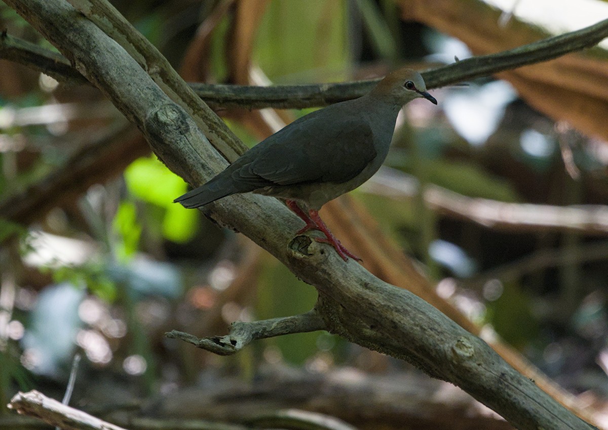 Gray-chested Dove - ML657269409