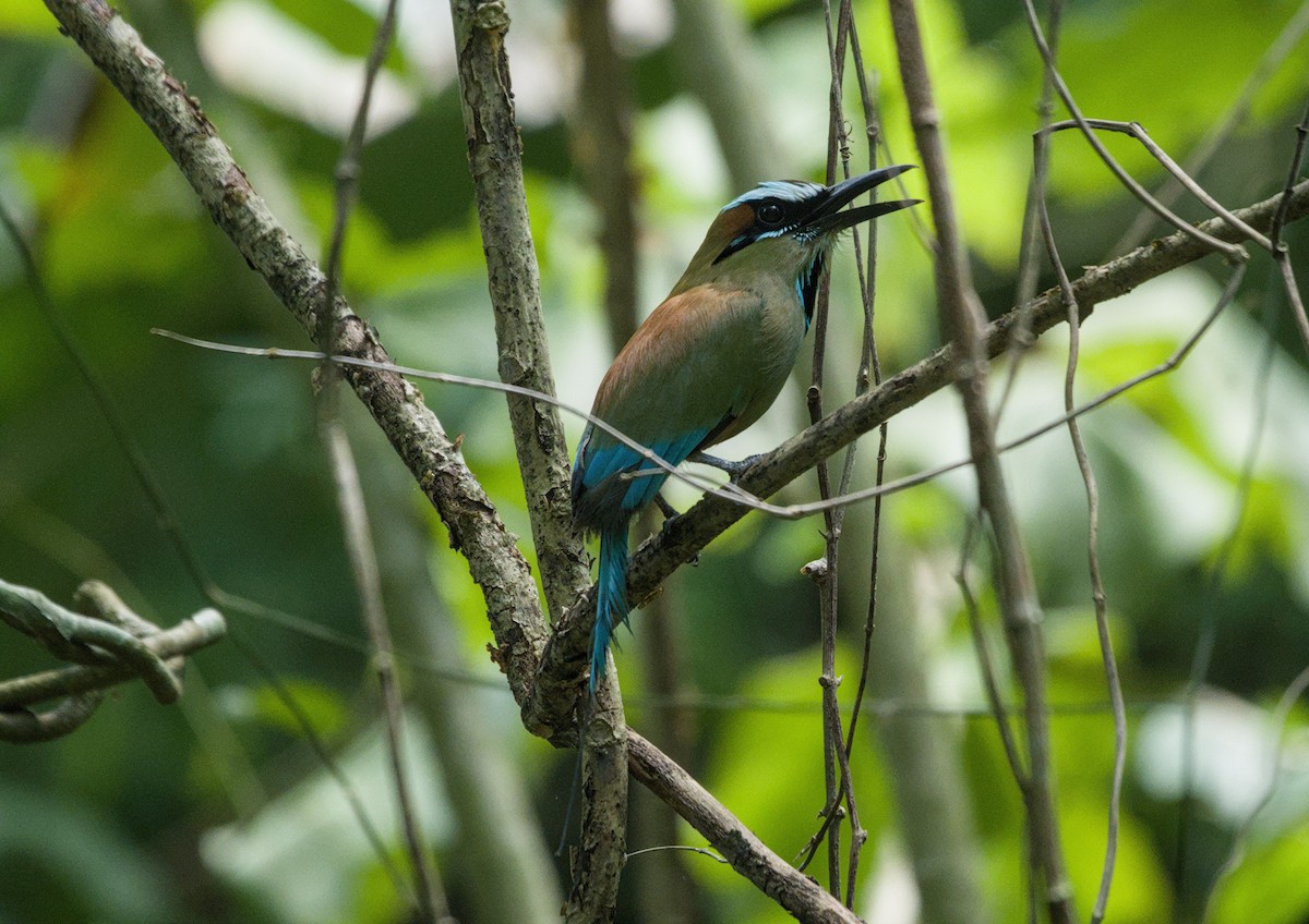 Turquoise-browed Motmot - ML657269431