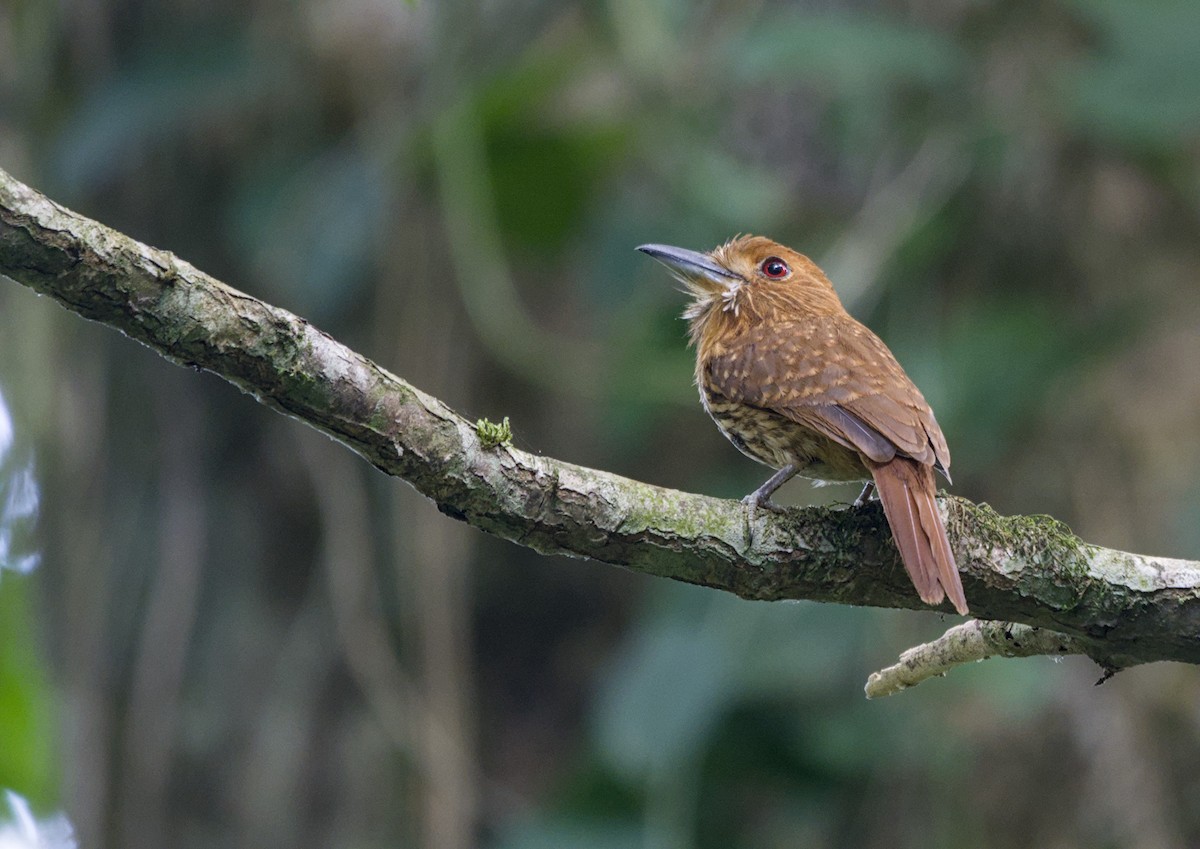 White-whiskered Puffbird - ML657269514