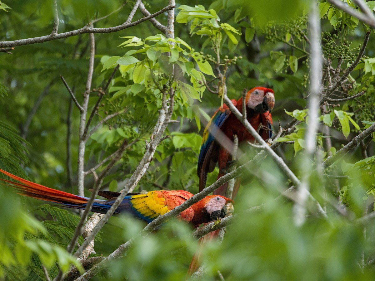 Scarlet Macaw - ML657269528