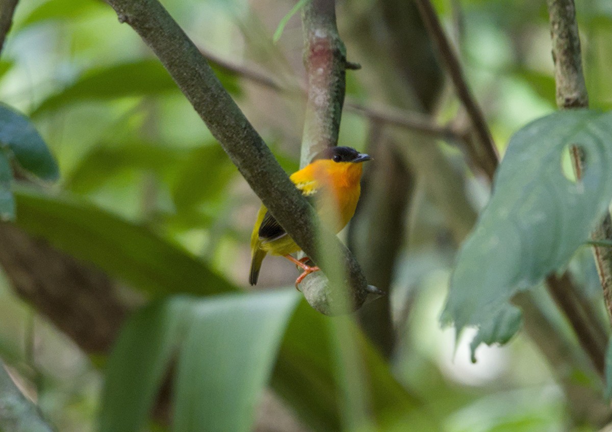 Orange-collared Manakin - ML657269545