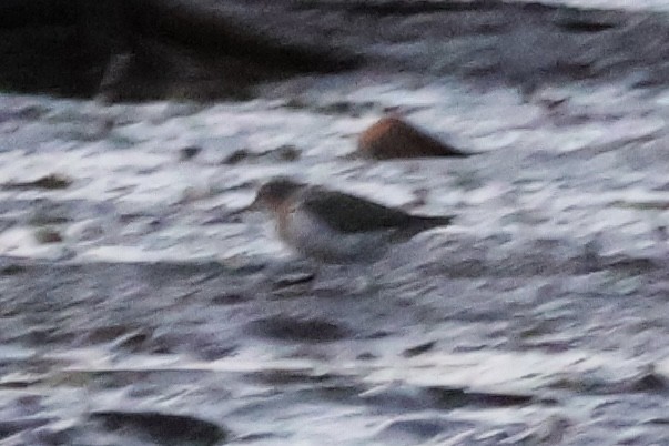 Calidris sp. (peep sp.) - ML657269549