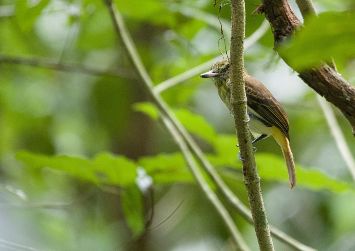 Bright-rumped Attila - ML657269566