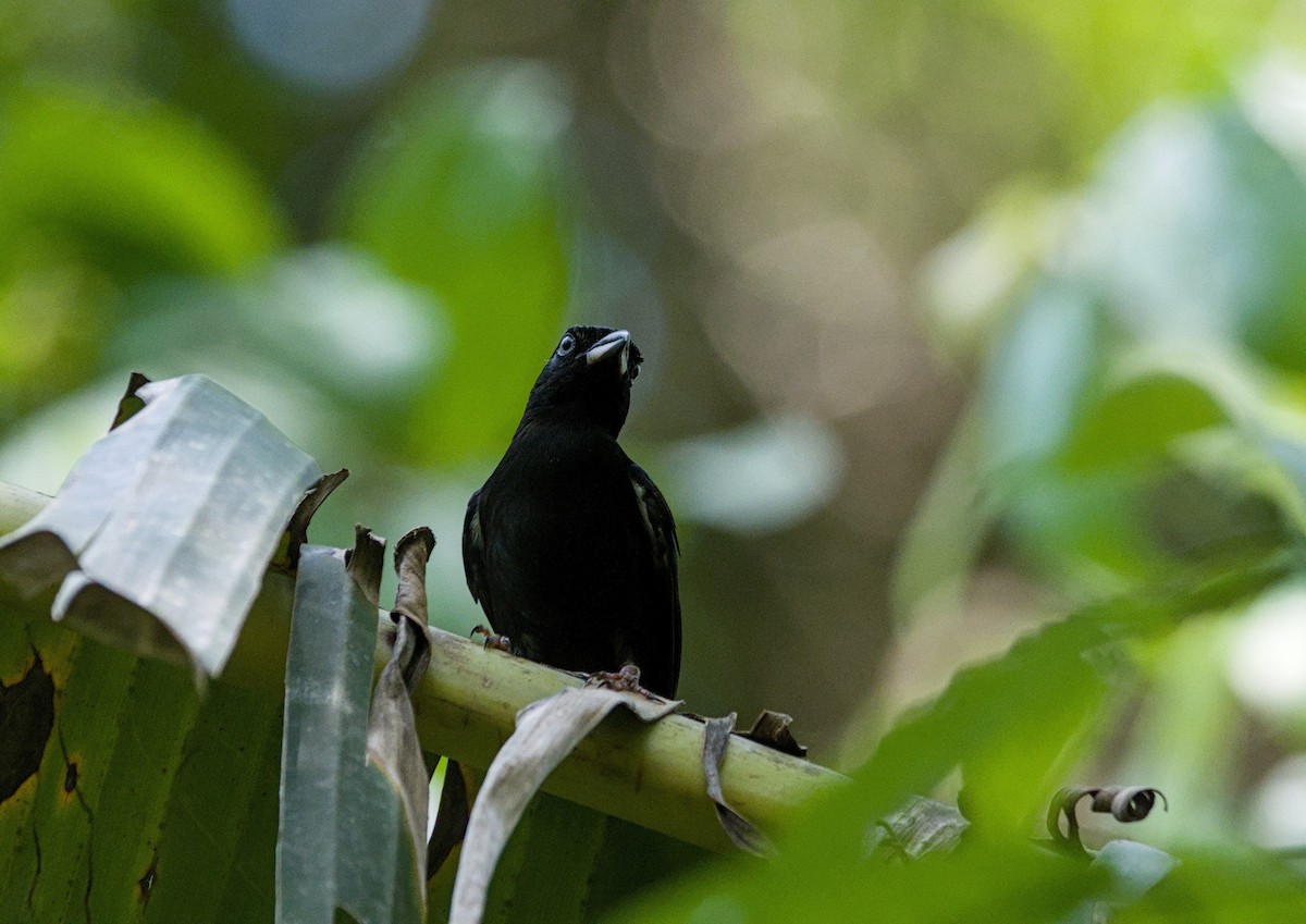 White-shouldered Tanager - ML657269585