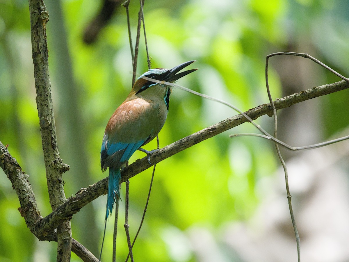 Turquoise-browed Motmot - ML657269595