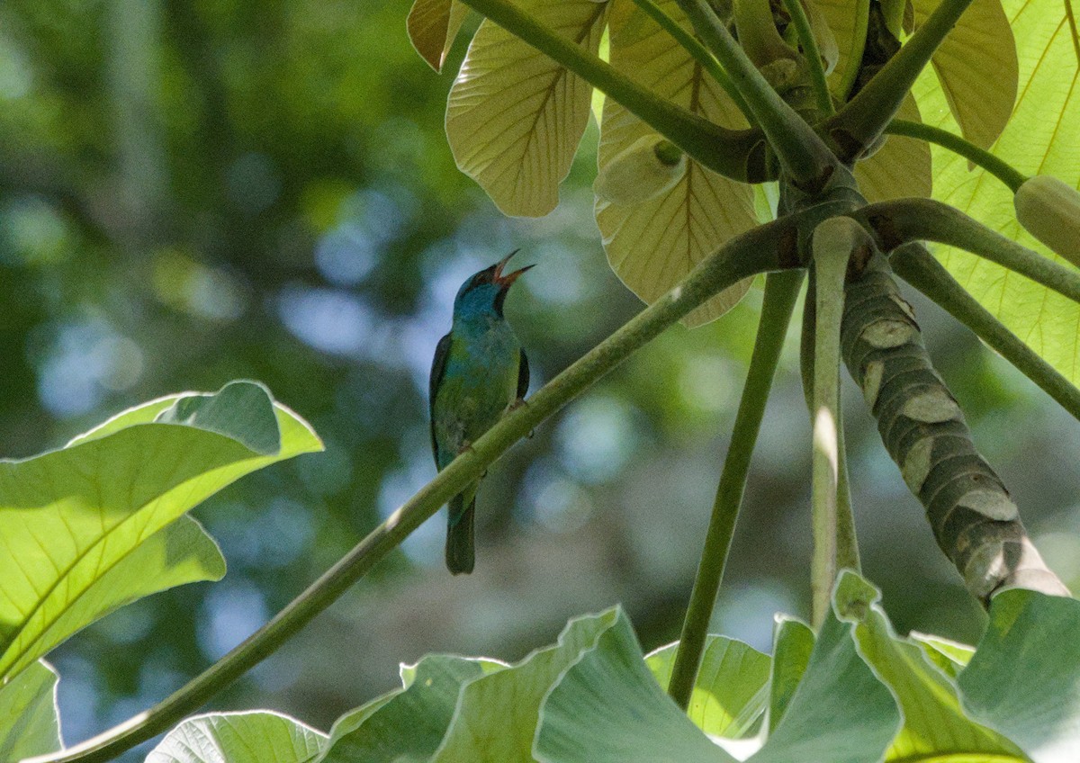 Blue Dacnis - ML657269608