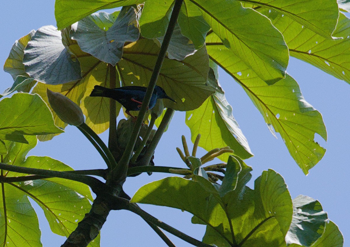 Red-legged Honeycreeper - ML657269649