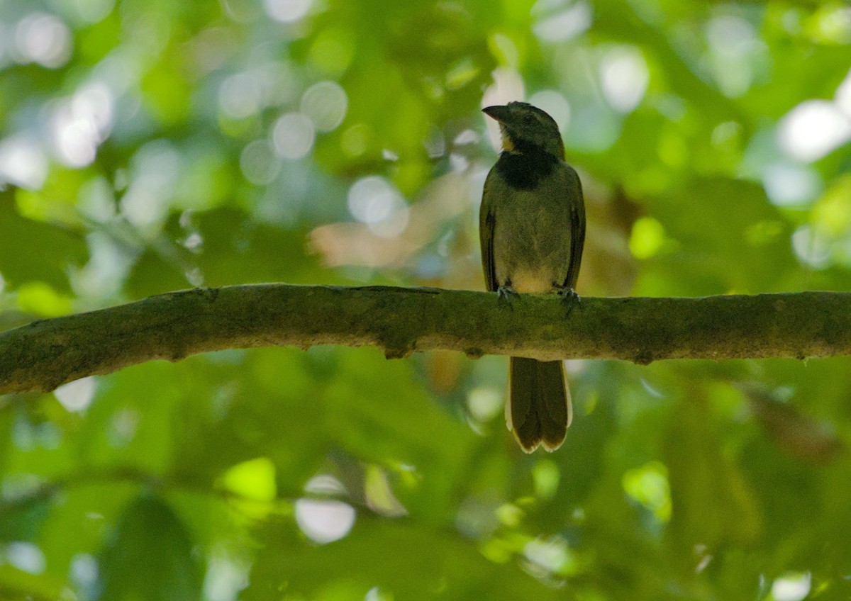 Buff-throated Saltator - ML657269672