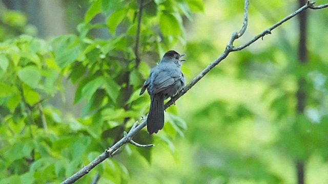 Gray Catbird - ML657269839