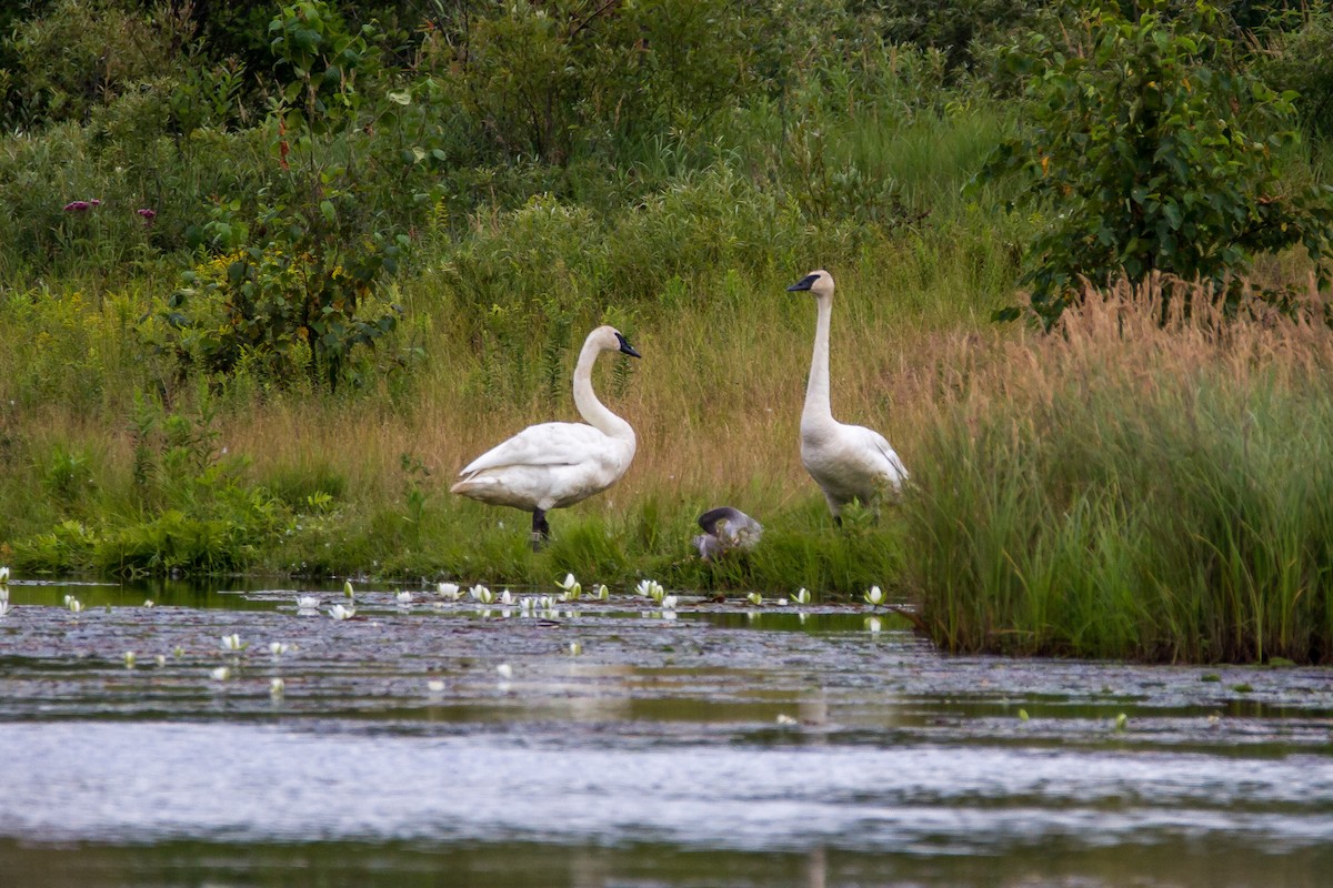 Trumpeter Swan - ML65727001