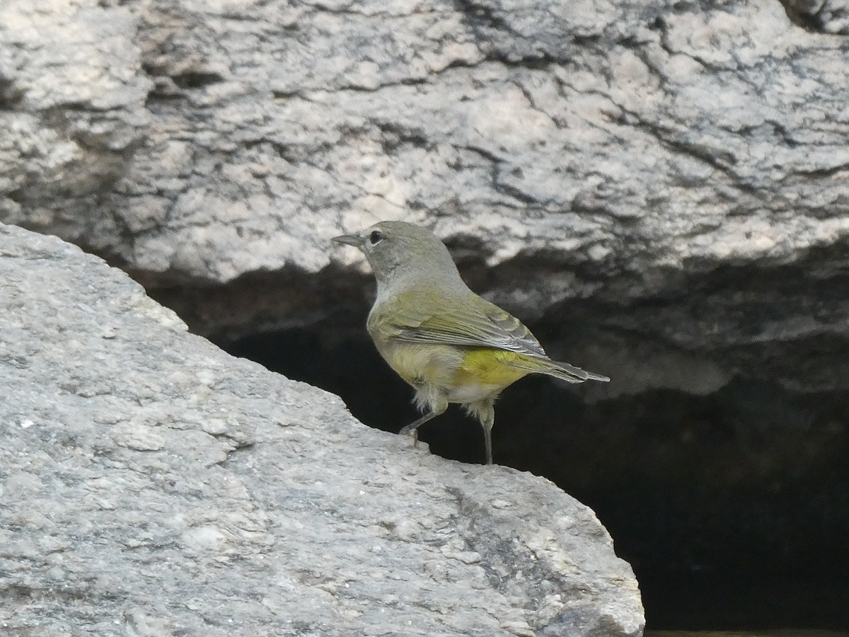 Orange-crowned Warbler (Gray-headed) - ML657270446